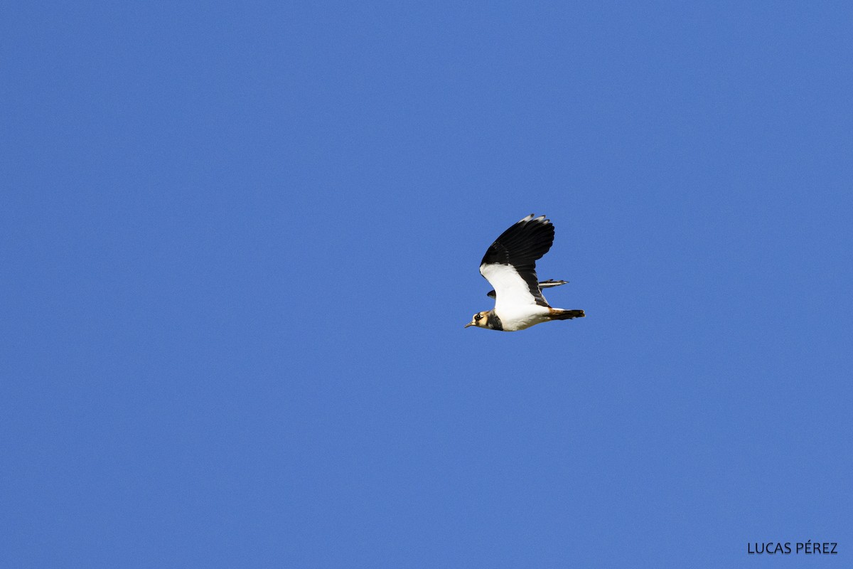 Northern Lapwing - ML611576993