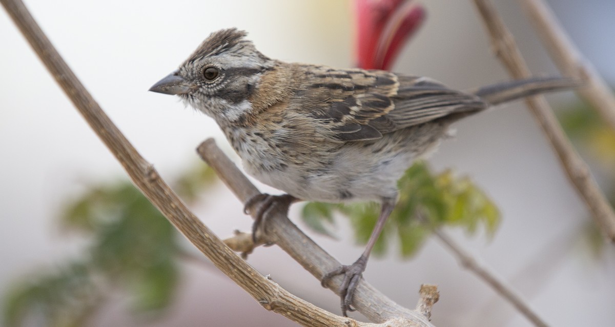Rufous-collared Sparrow - ML611577092