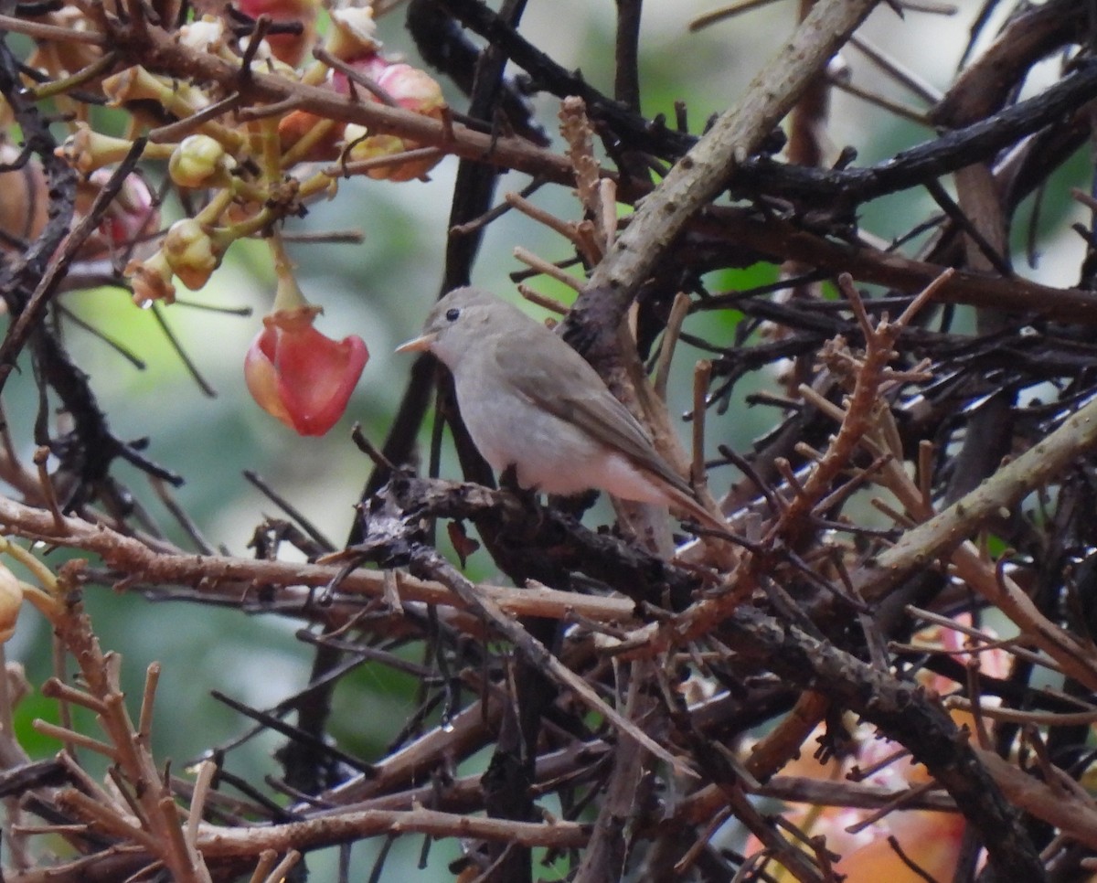 Rusty-tailed Flycatcher - ML611577178