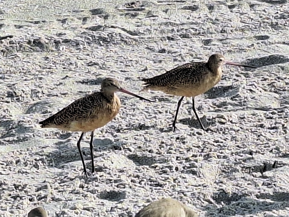 Marbled Godwit - ML611577186