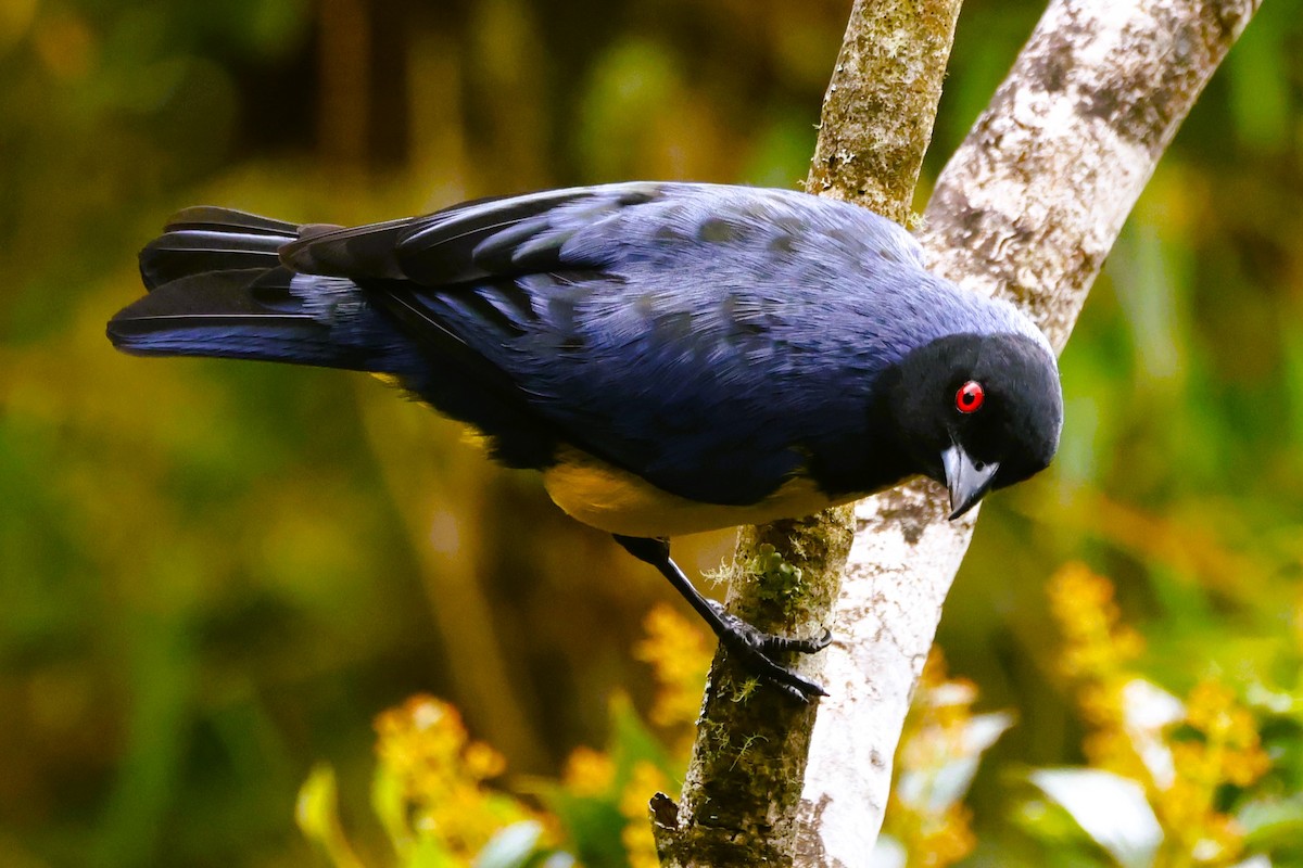 Hooded Mountain Tanager - ML611577193