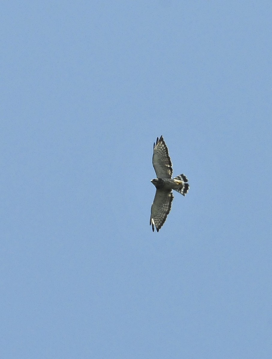 Broad-winged Hawk - ML611577203