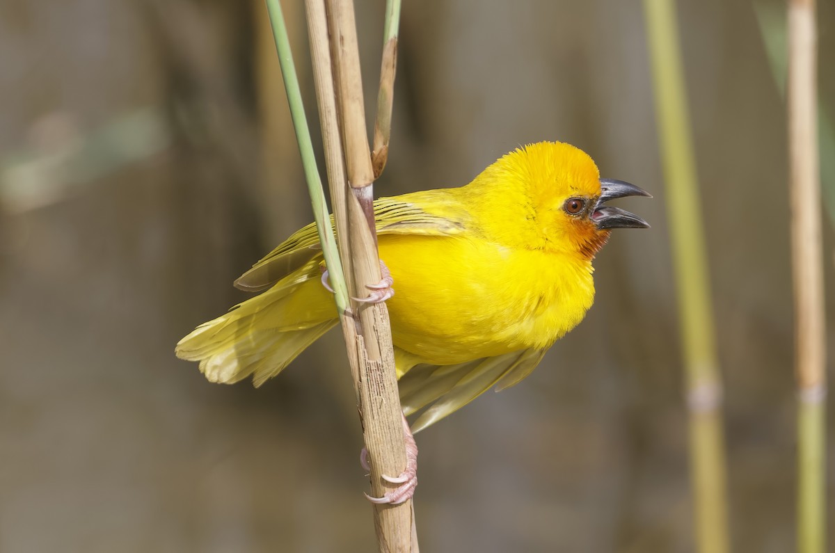 Southern Brown-throated Weaver - John Gregory