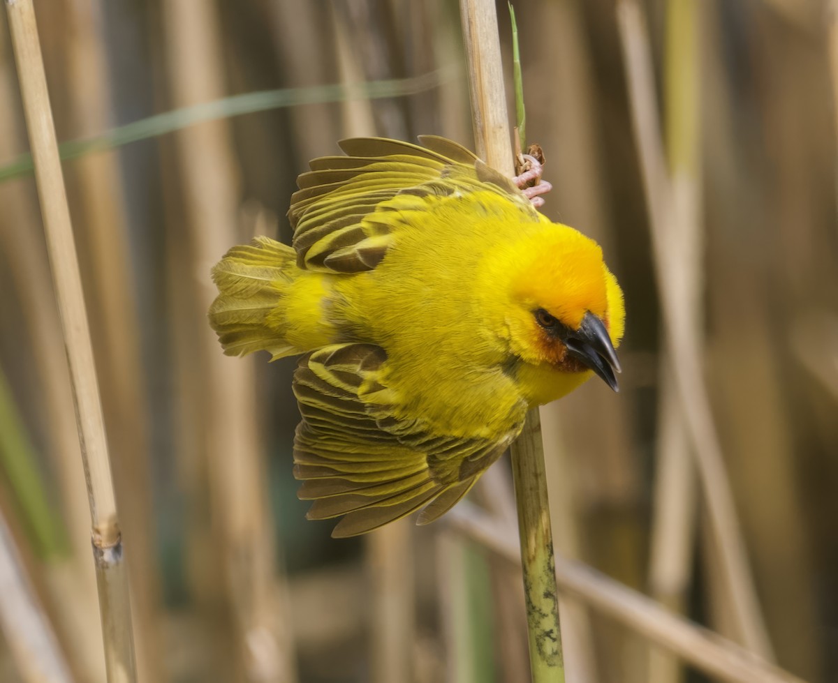 Southern Brown-throated Weaver - John Gregory