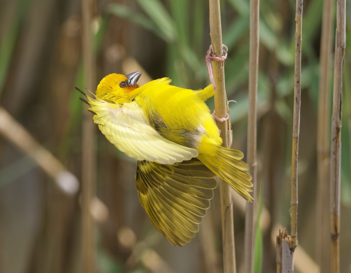 Southern Brown-throated Weaver - John Gregory