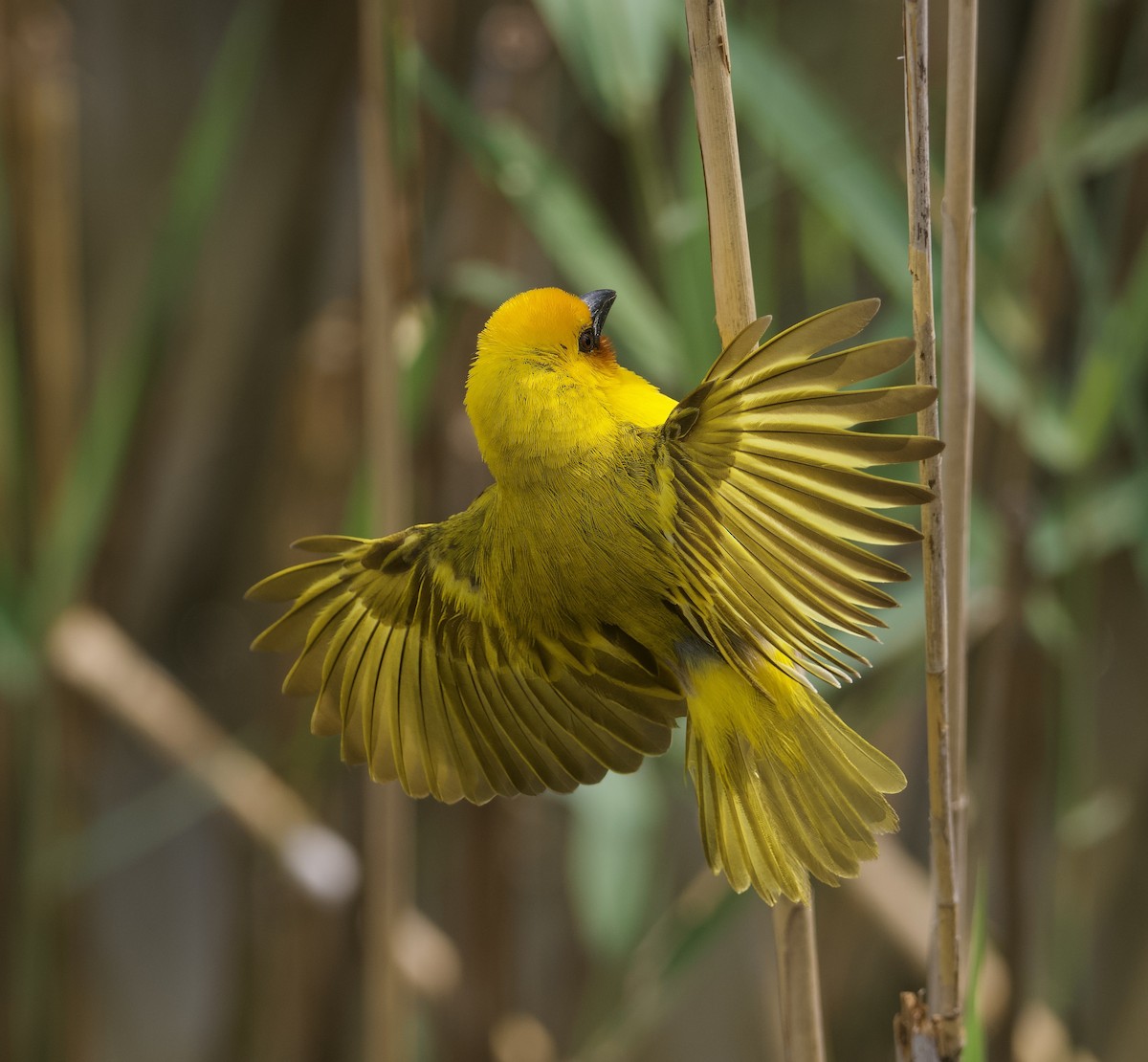 Southern Brown-throated Weaver - John Gregory