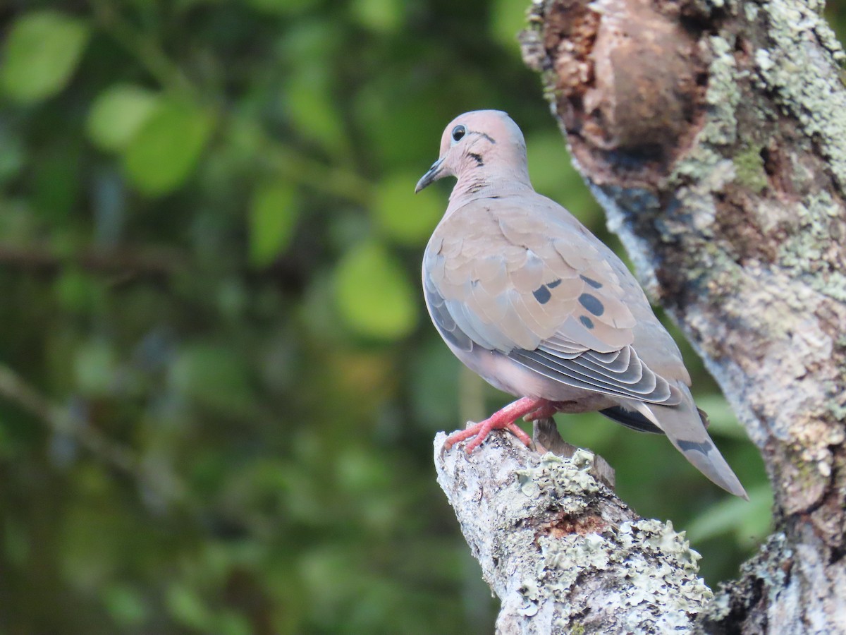 Eared Dove - ML611577301