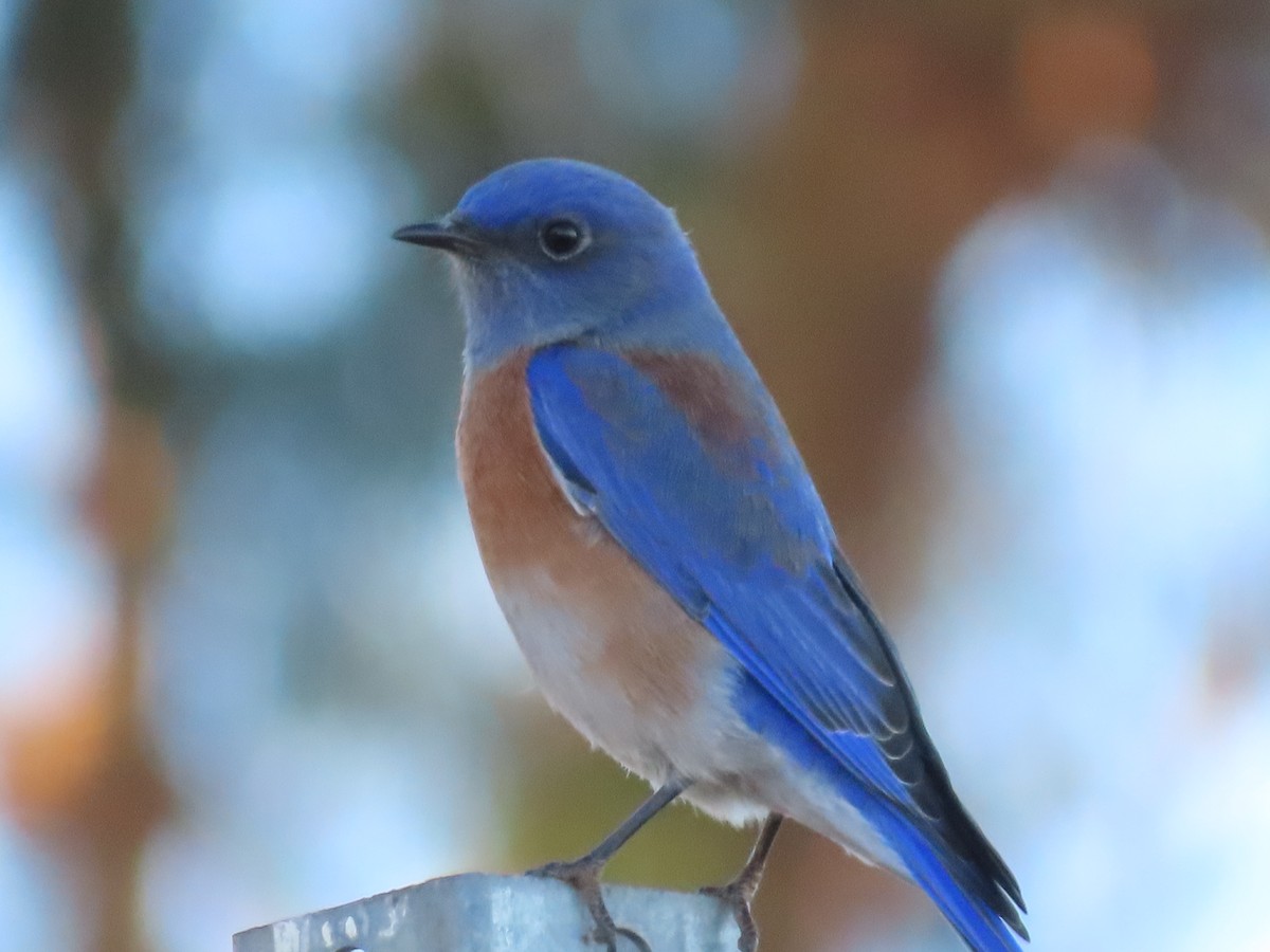 Western Bluebird - ML611577311