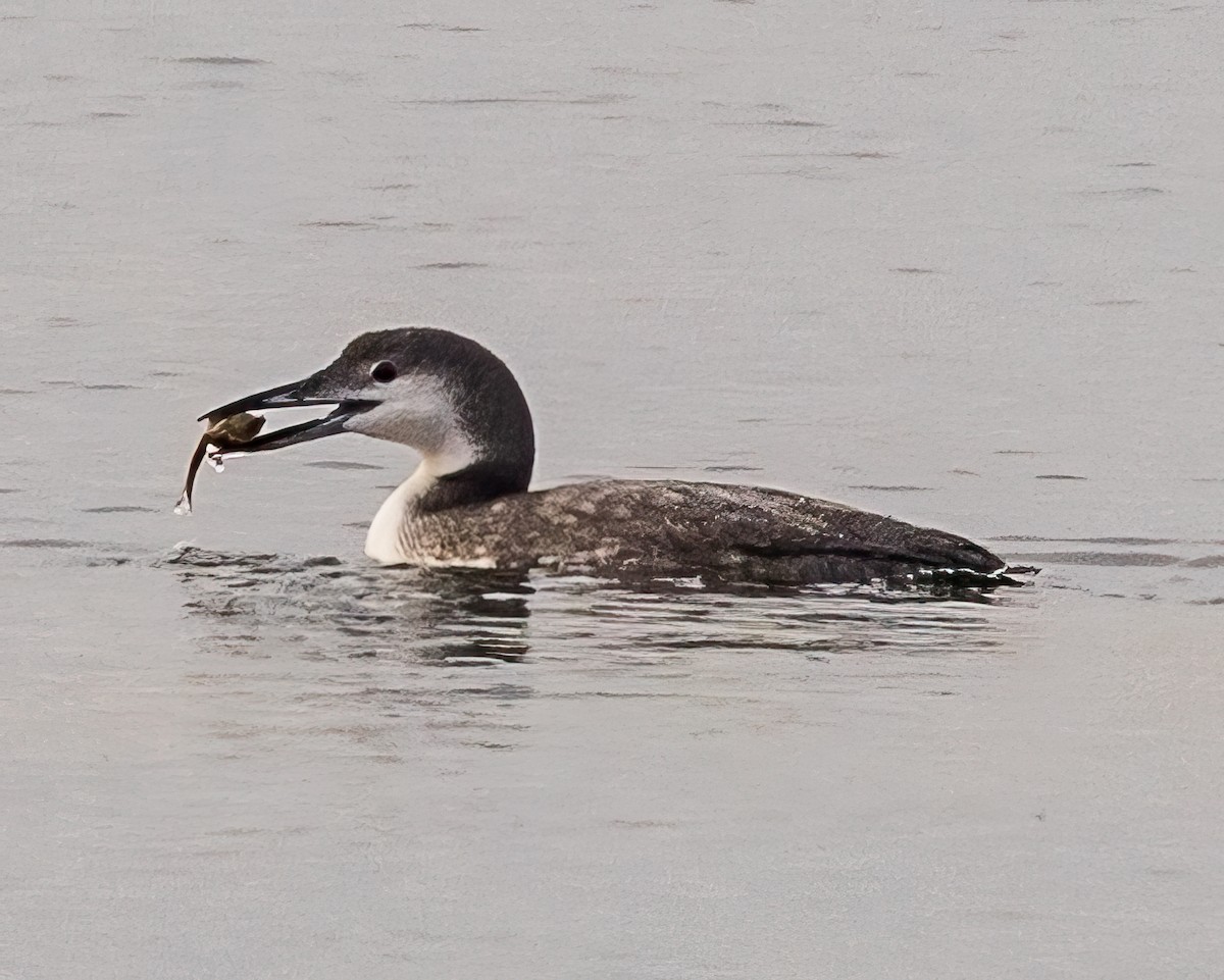 Common Loon - Michael Levin