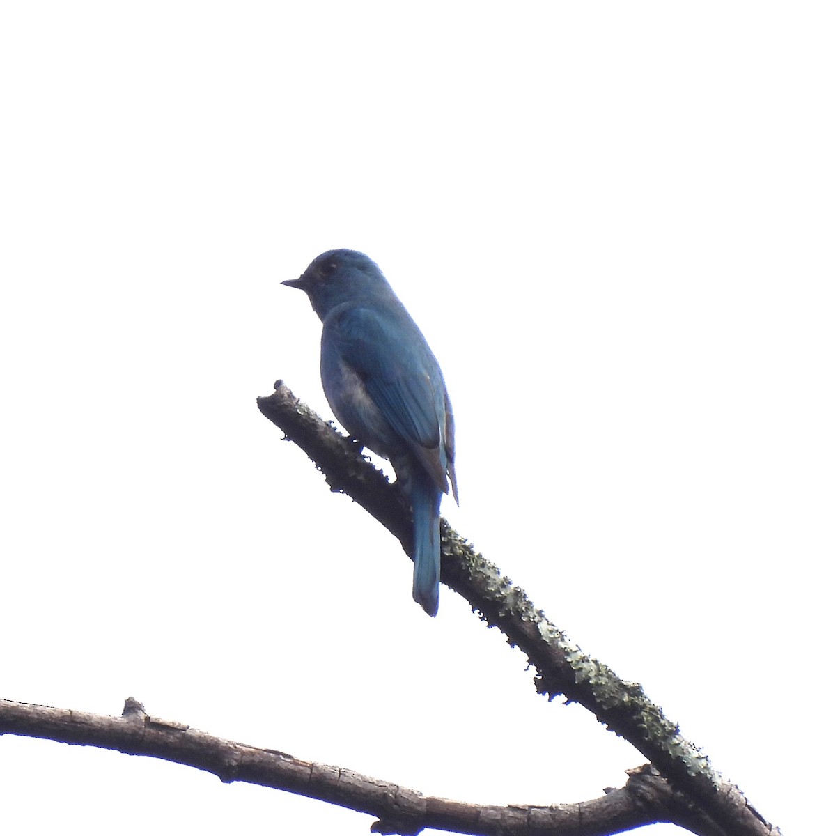 Verditer Flycatcher - ML611577424