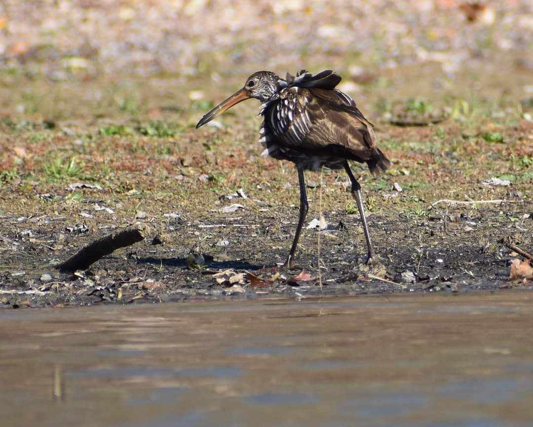 Limpkin - ML611577567