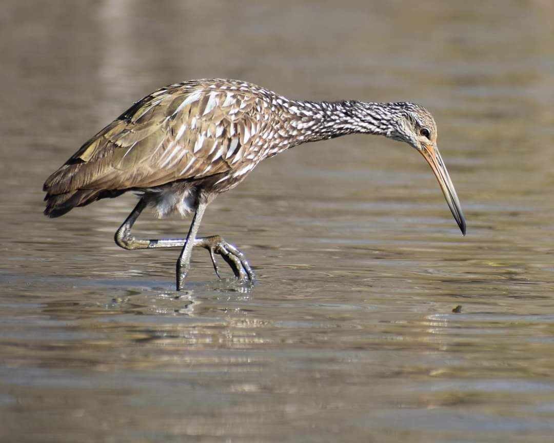Limpkin - ML611577568
