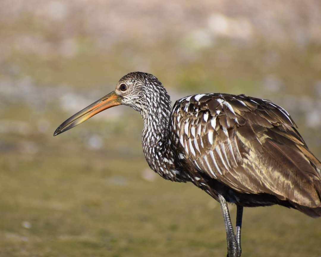Limpkin - ML611577569