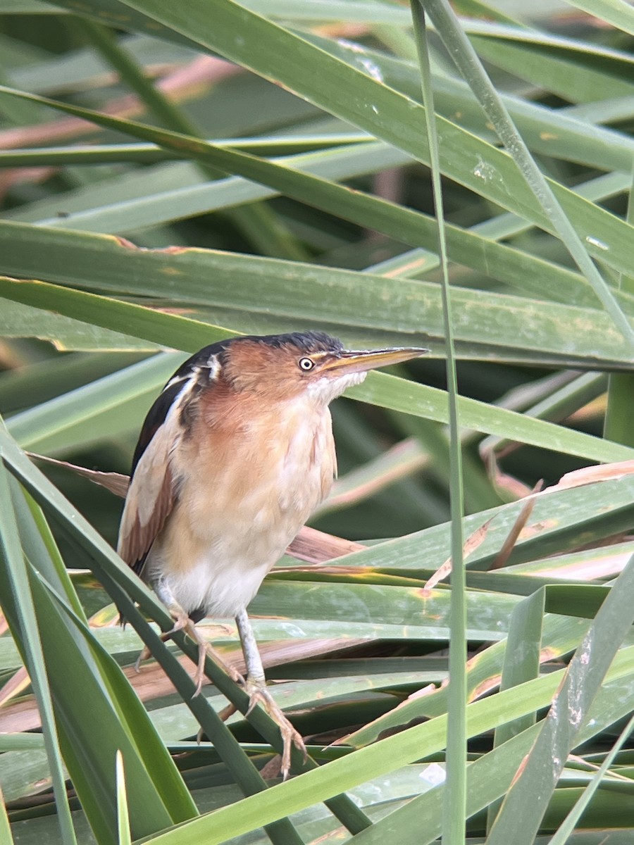 Least Bittern - Pedro Allasi Condo - COAP - COLLAGUA BIRDER