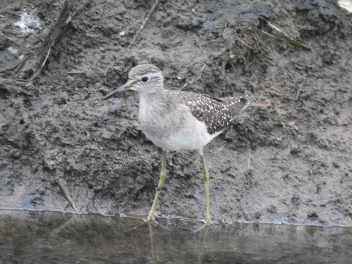 Wood Sandpiper - ML611577781