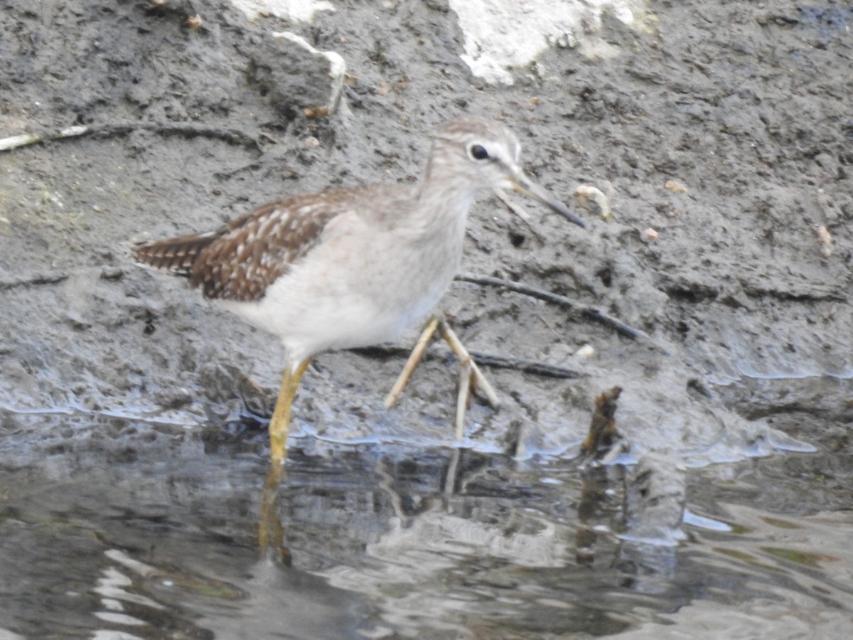 Wood Sandpiper - ML611577786