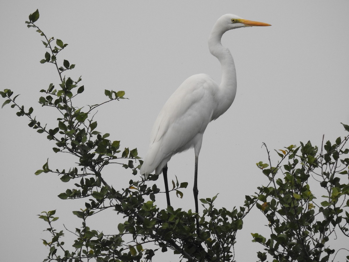 Great Egret - ML611577807