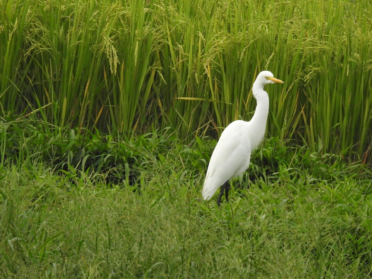 Medium Egret - ML611577815