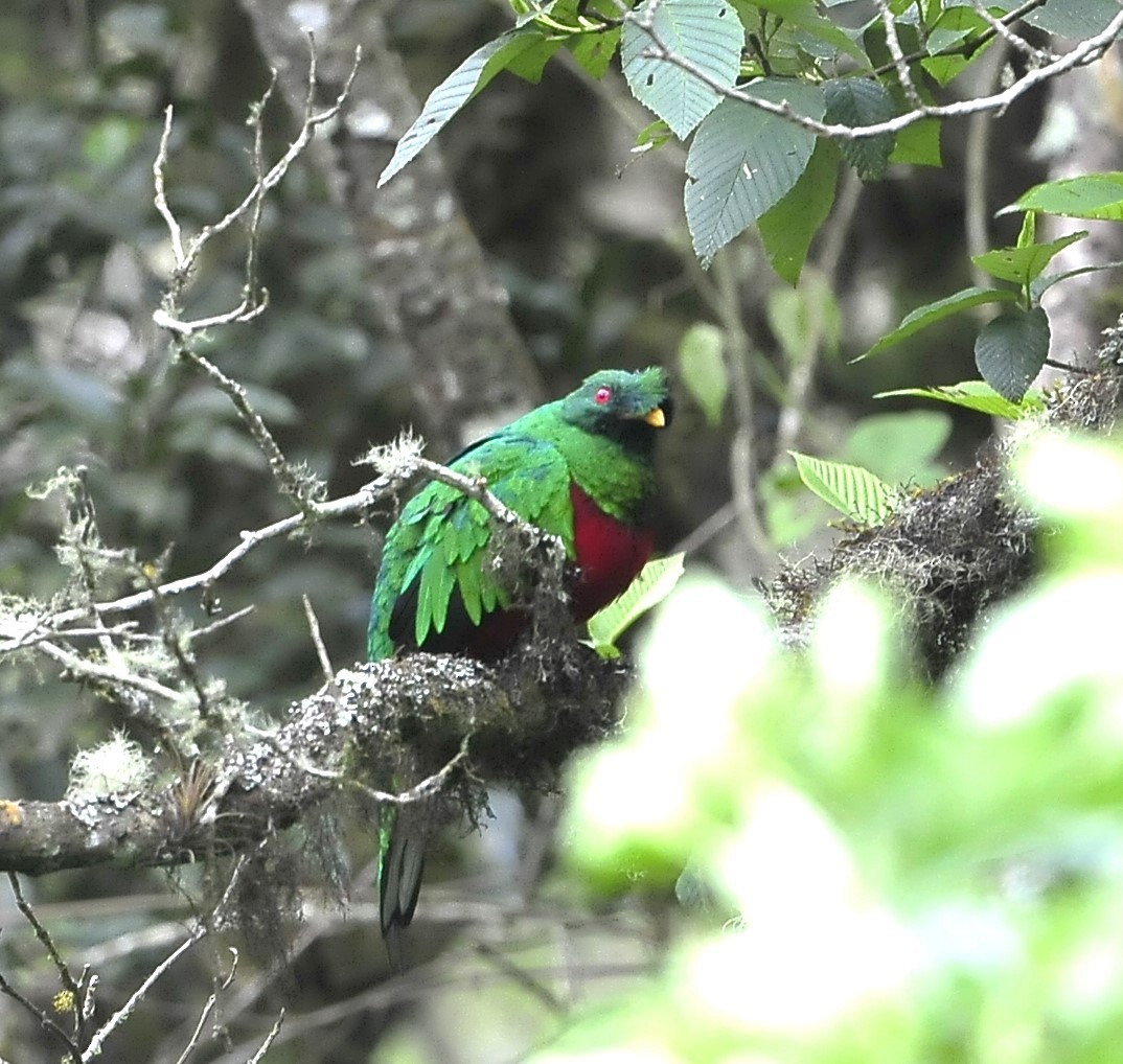 Crested Quetzal - ML611577824