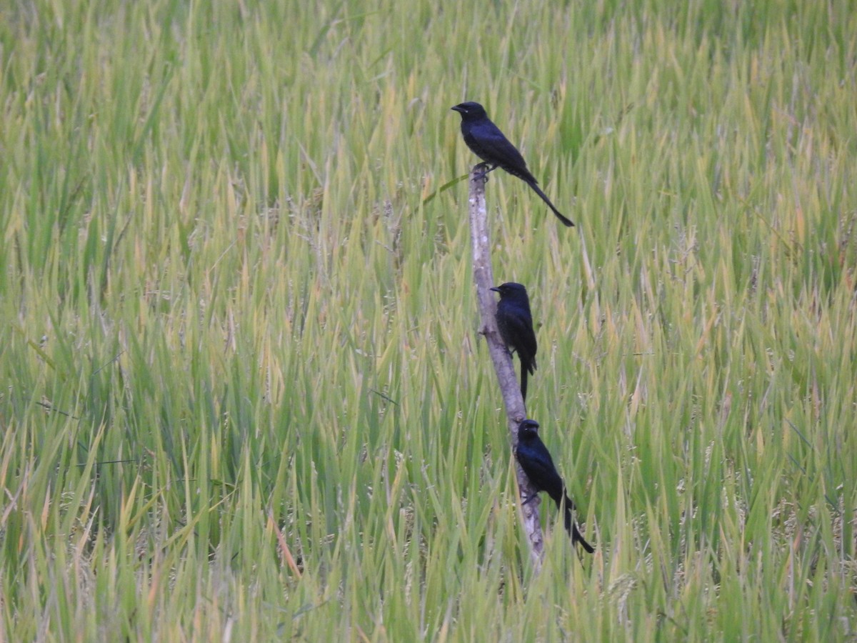 Black Drongo - ML611577827