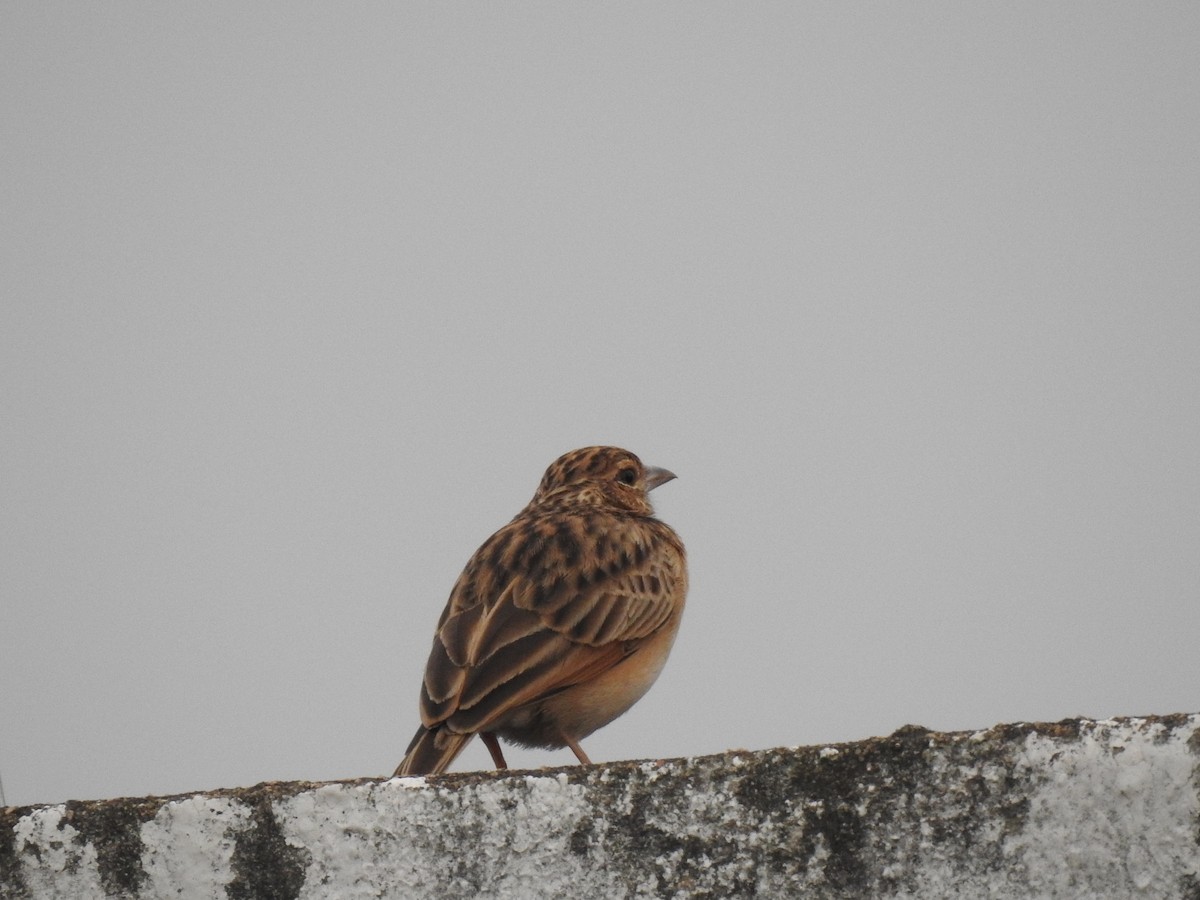 Jerdon's Bushlark - ML611577850