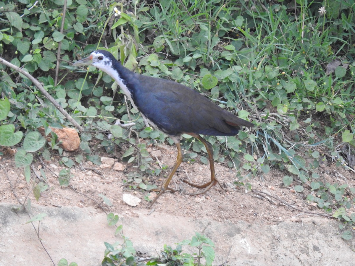 White-breasted Waterhen - ML611577878