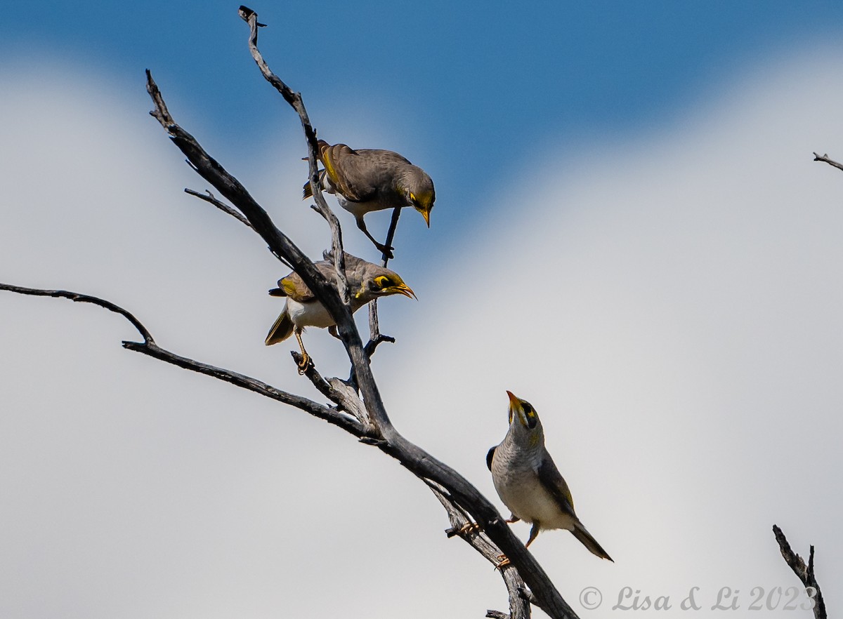 Yellow-throated Miner - ML611577903