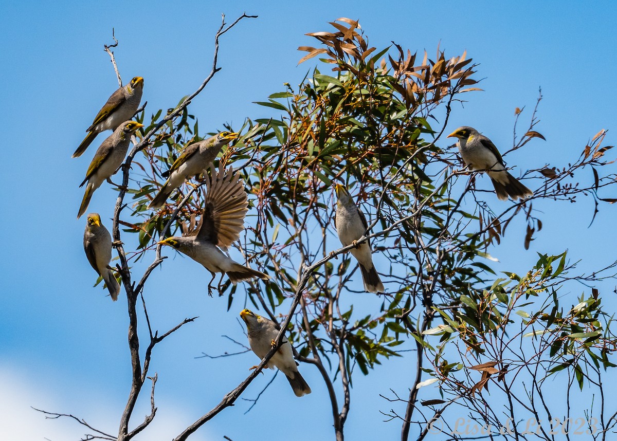 Yellow-throated Miner - ML611577912