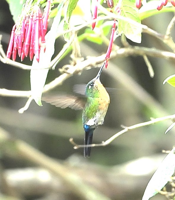 Blue-capped Puffleg - ML611577965