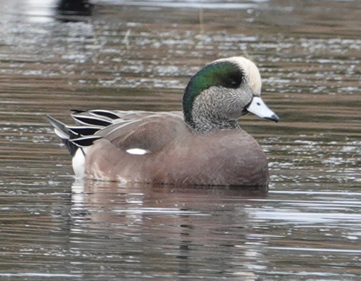 American Wigeon - ML611577973