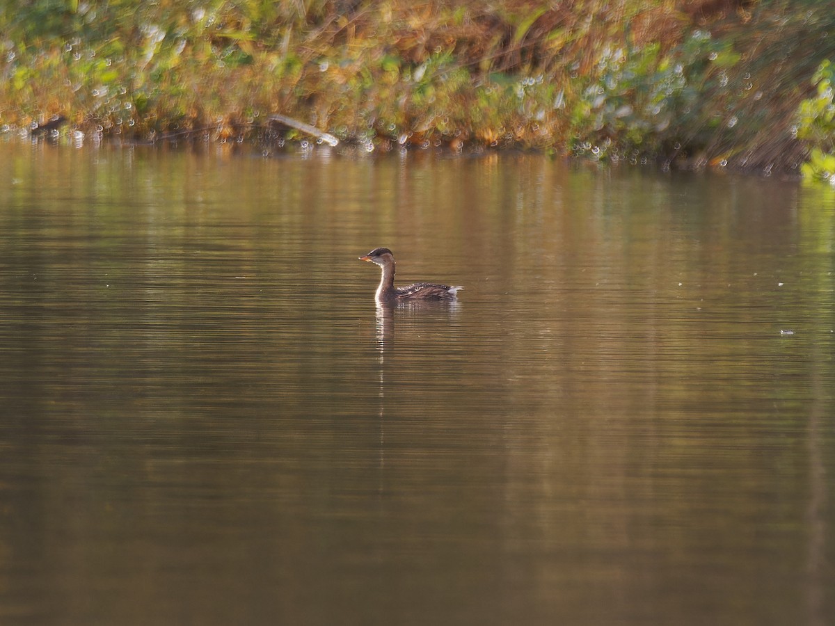 Little Grebe - ML611578046