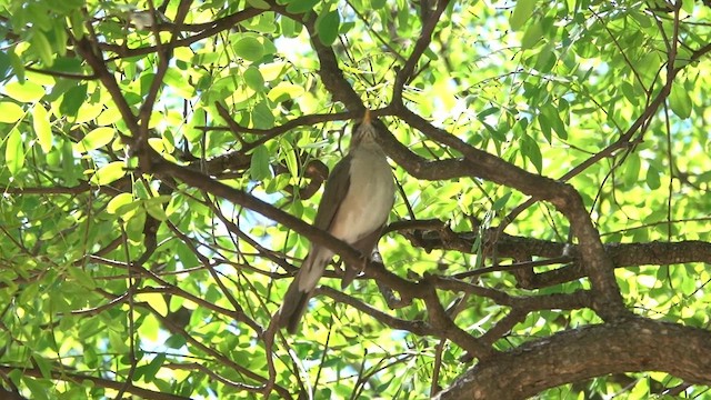 Creamy-bellied Thrush - ML611578097