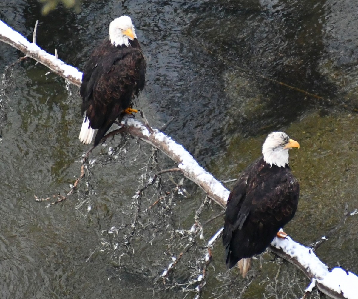 Bald Eagle - ML611578101