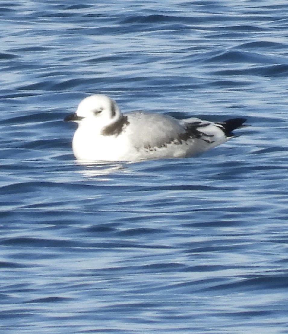 Black-legged Kittiwake - Laurence Blight