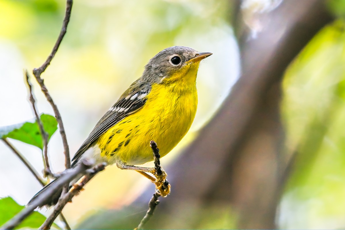 Magnolia Warbler - ML611578189