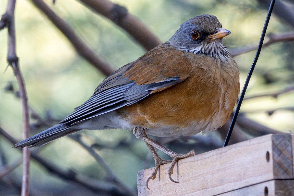 Rufous-backed Robin - Russell Campbell