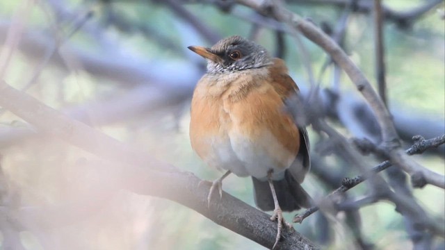 Rufous-backed Robin - ML611578277