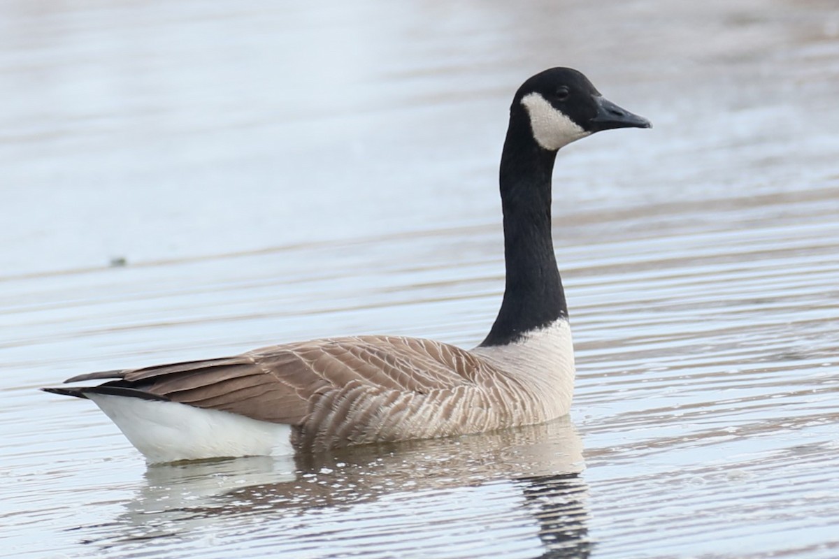 Canada Goose - ML611578298