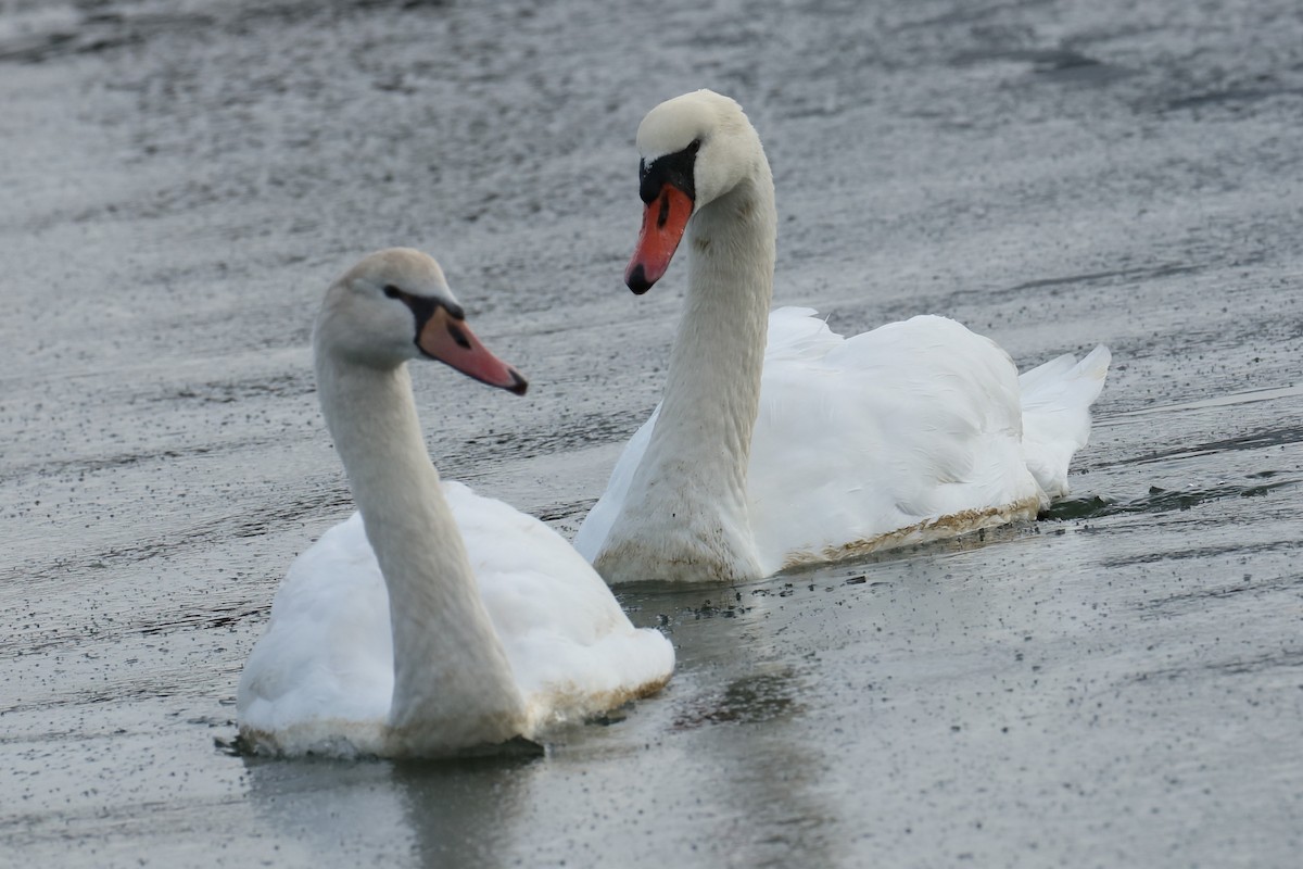 Cygne tuberculé - ML611578310