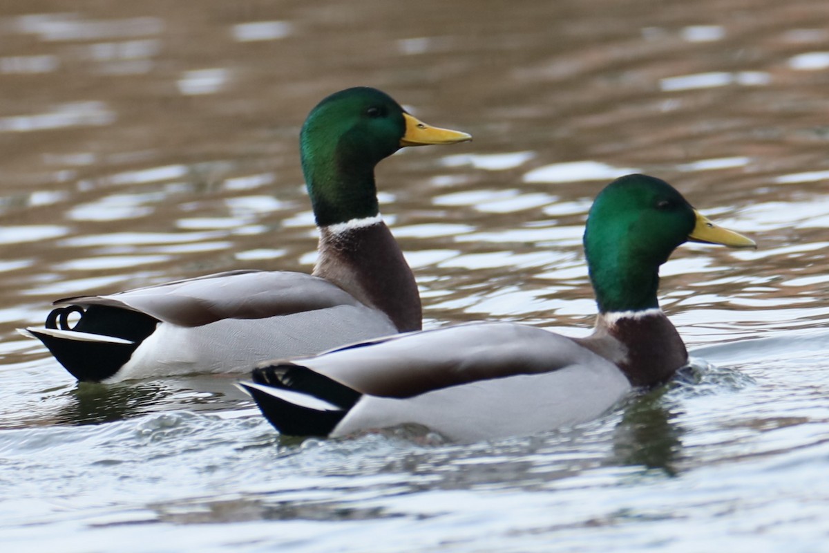 Canard colvert - ML611578317