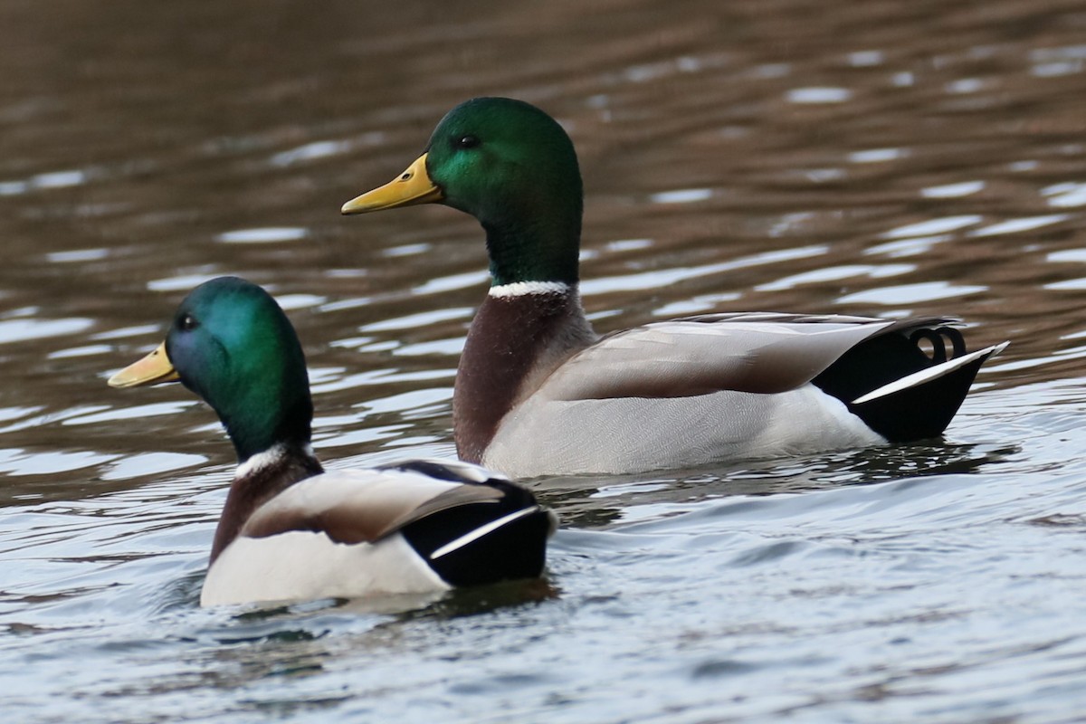 Mallard - michael vedder