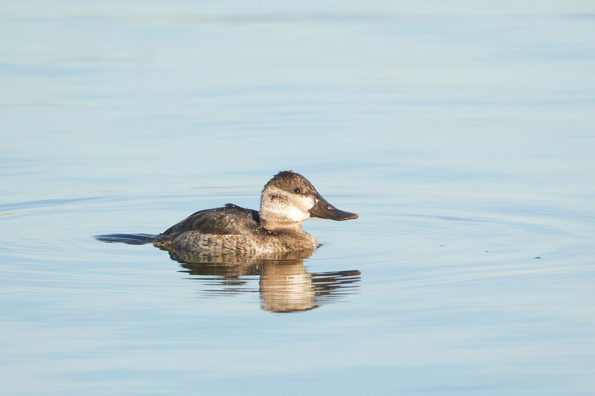 Ruddy Duck - Ant Tab