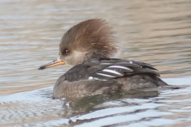 Hooded Merganser - michael vedder