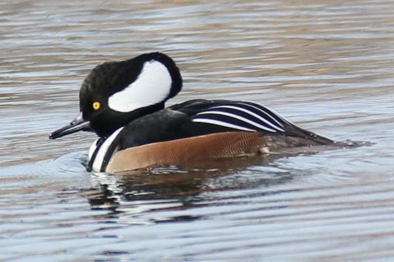 Hooded Merganser - michael vedder