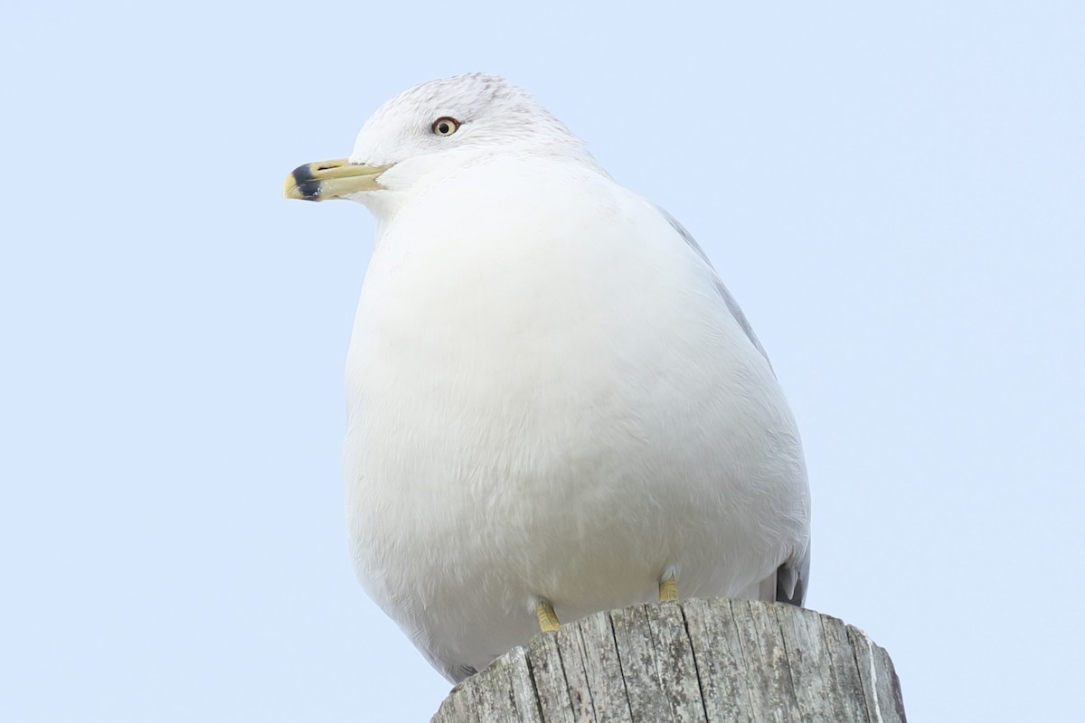 Ring-billed Gull - michael vedder