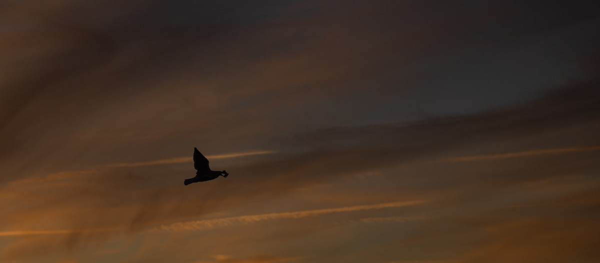 Herring Gull - Nick Ramsey