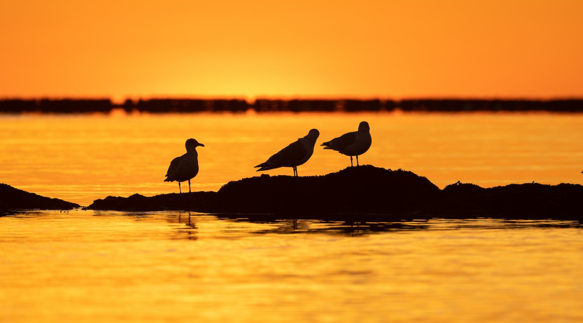 Herring Gull - ML611578407