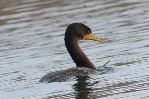 Double-crested Cormorant - michael vedder