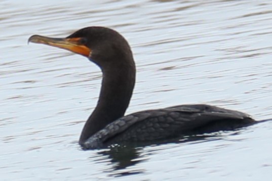Double-crested Cormorant - michael vedder