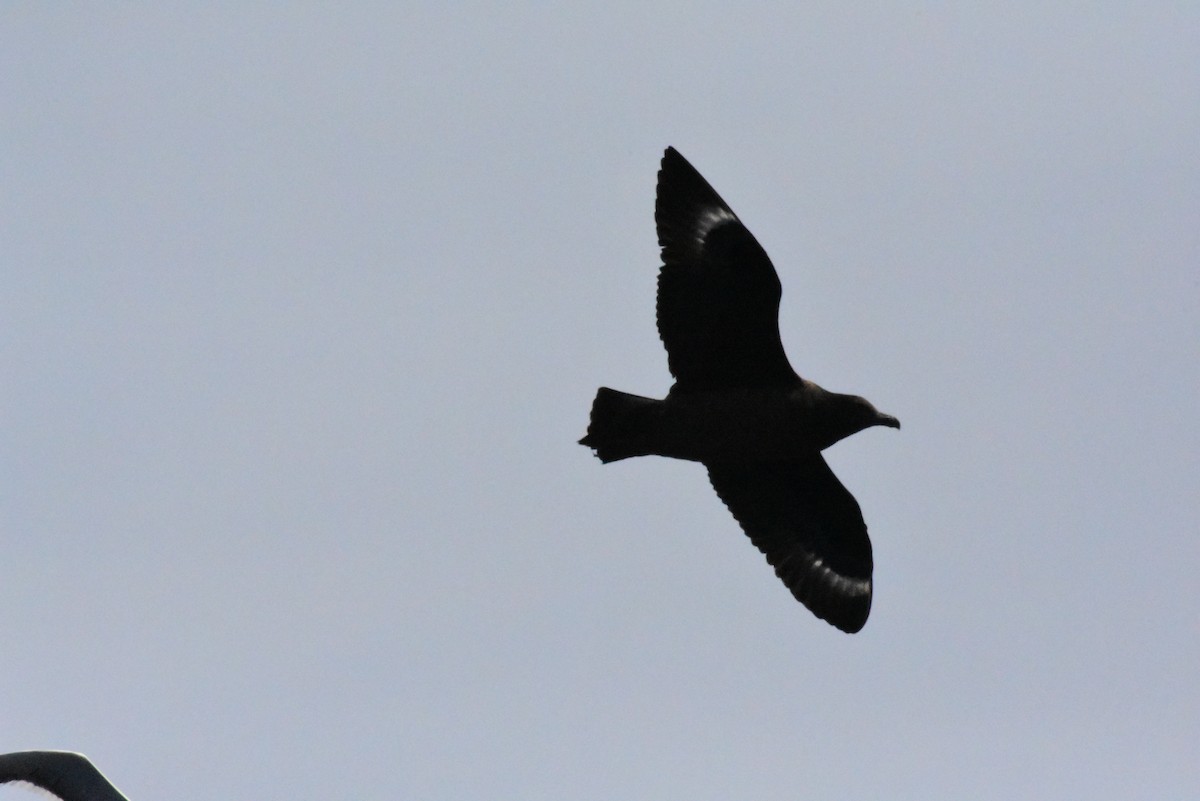 Brown Skua - ML611578449